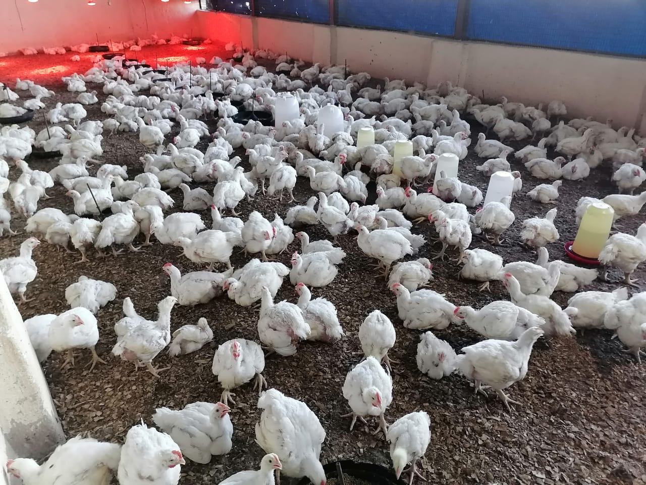 Broiler chickens at Segodi Agri Group